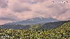 foresta2-20250729104036.jpg