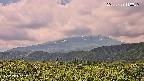 foresta2-20250729110036.jpg