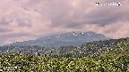 foresta2-20250729112035.jpg