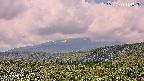 foresta2-20250729114037.jpg