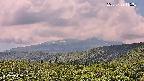 foresta2-20250729115035.jpg