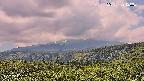 foresta2-20250729120036.jpg