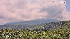 foresta2-20250729124036.jpg