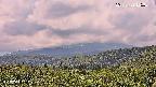 foresta2-20250729125036.jpg
