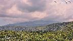 foresta2-20250729130107.jpg