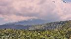 foresta2-20250729131036.jpg