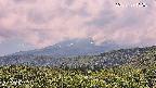 foresta2-20250729132035.jpg