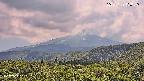 foresta2-20250729133140.jpg