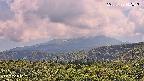foresta2-20250729142036.jpg