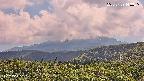foresta2-20250729143035.jpg