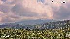 foresta2-20250729153035.jpg