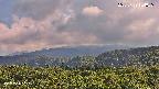 foresta2-20250729154036.jpg