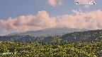 foresta2-20250729162035.jpg