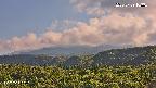 foresta2-20250729163035.jpg