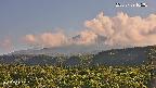 foresta2-20250729165035.jpg