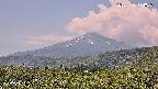 foresta2-20250730114036.jpg
