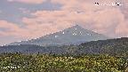 foresta2-20250730121035.jpg