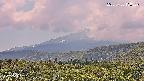 foresta2-20250730130141.jpg