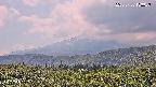 foresta2-20250730133036.jpg