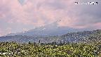 foresta2-20250730134036.jpg