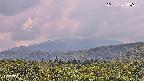 foresta2-20250730140243.jpg