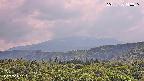 foresta2-20250730143035.jpg