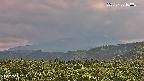 foresta2-20250730160035.jpg