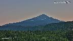 foresta2-20250730185036.jpg