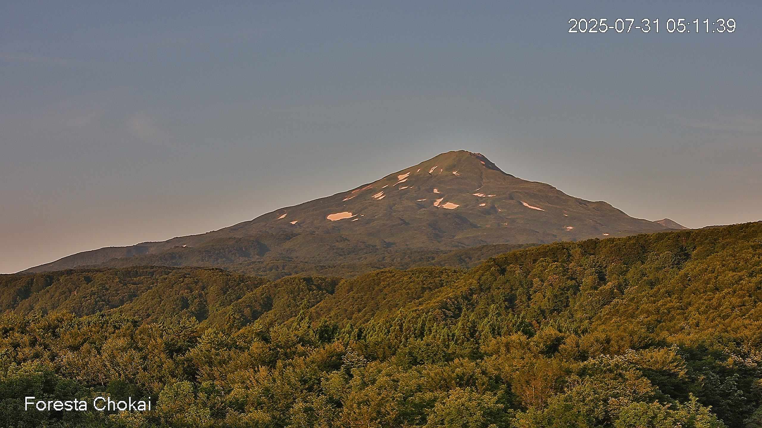 foresta2-20250731051140.jpg